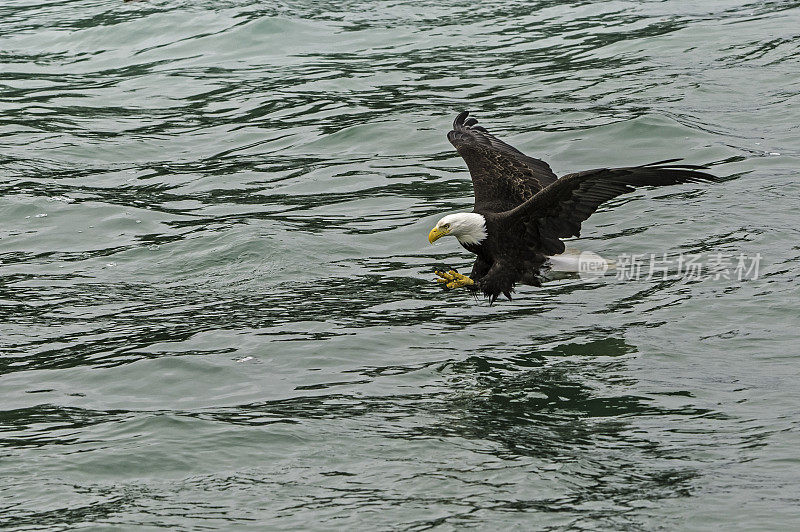 秃鹰(Haliaeetus leucocephalus，是一种食肉鸟，发现在阿拉斯加，以鲱鱼在水里。锡特卡的声音,阿拉斯加。